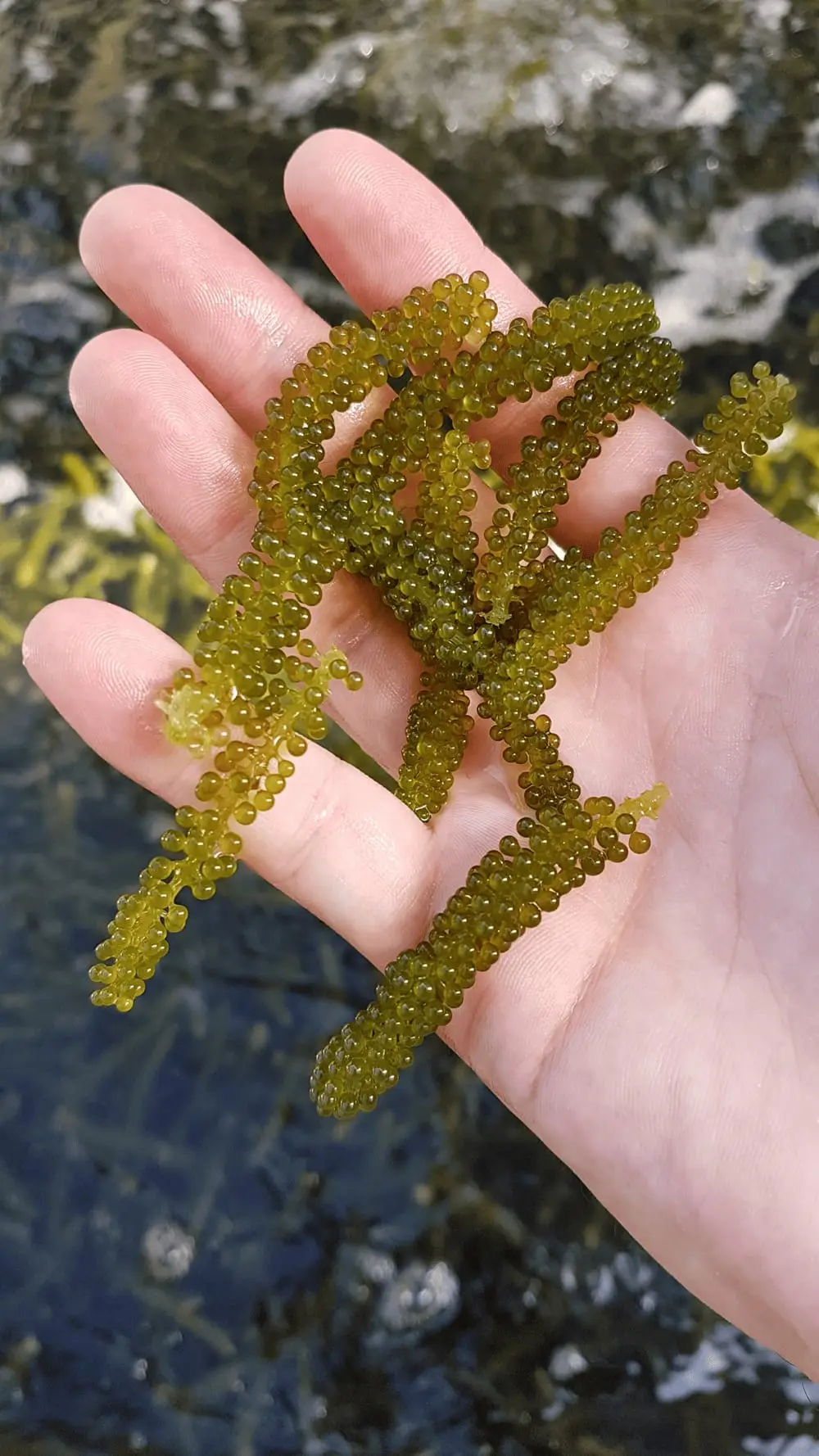 Coastal aquaculture site at work