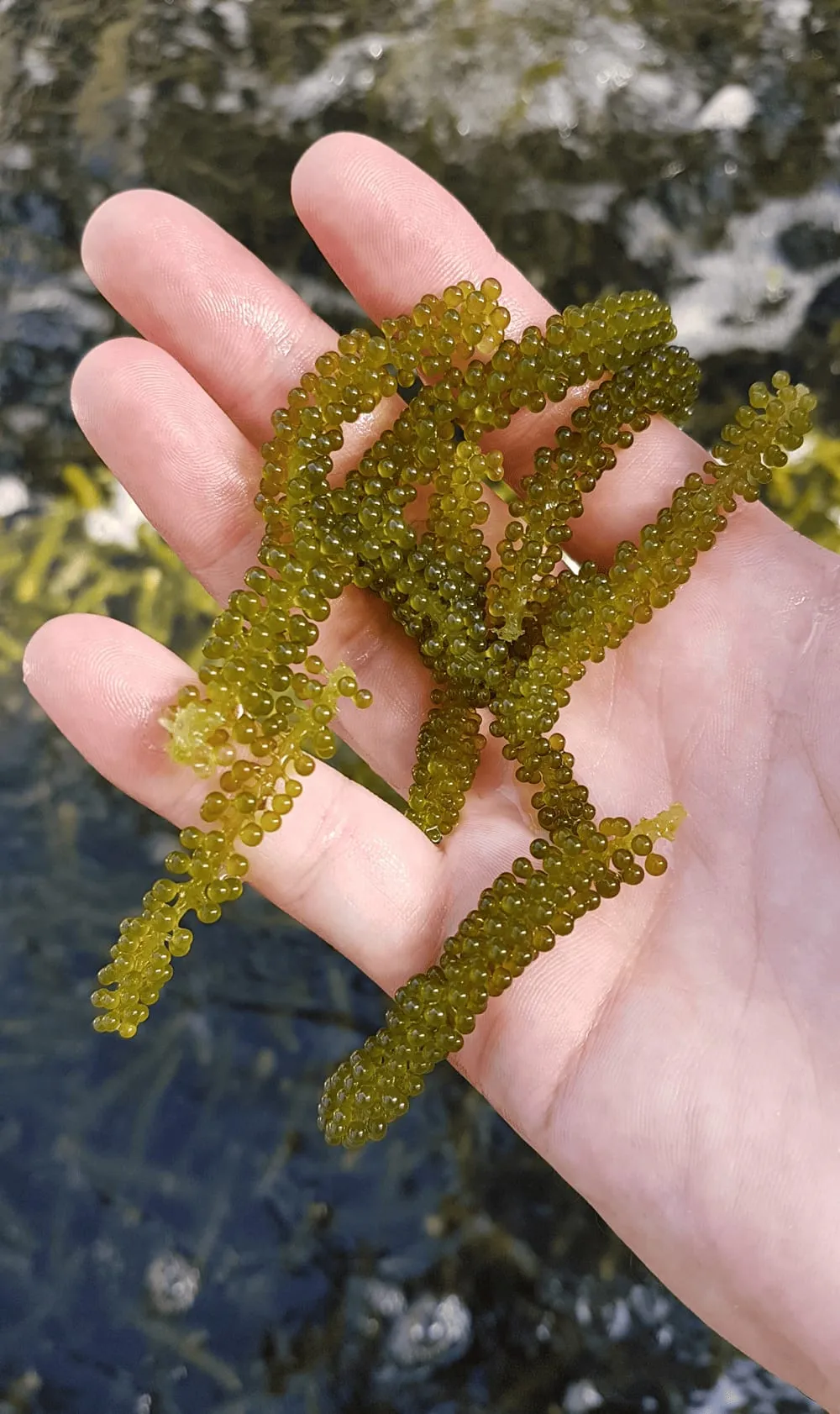 Cultured sea grapes held in an open hand