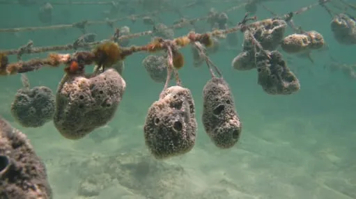 Natural sponges maturing on a rope culture line