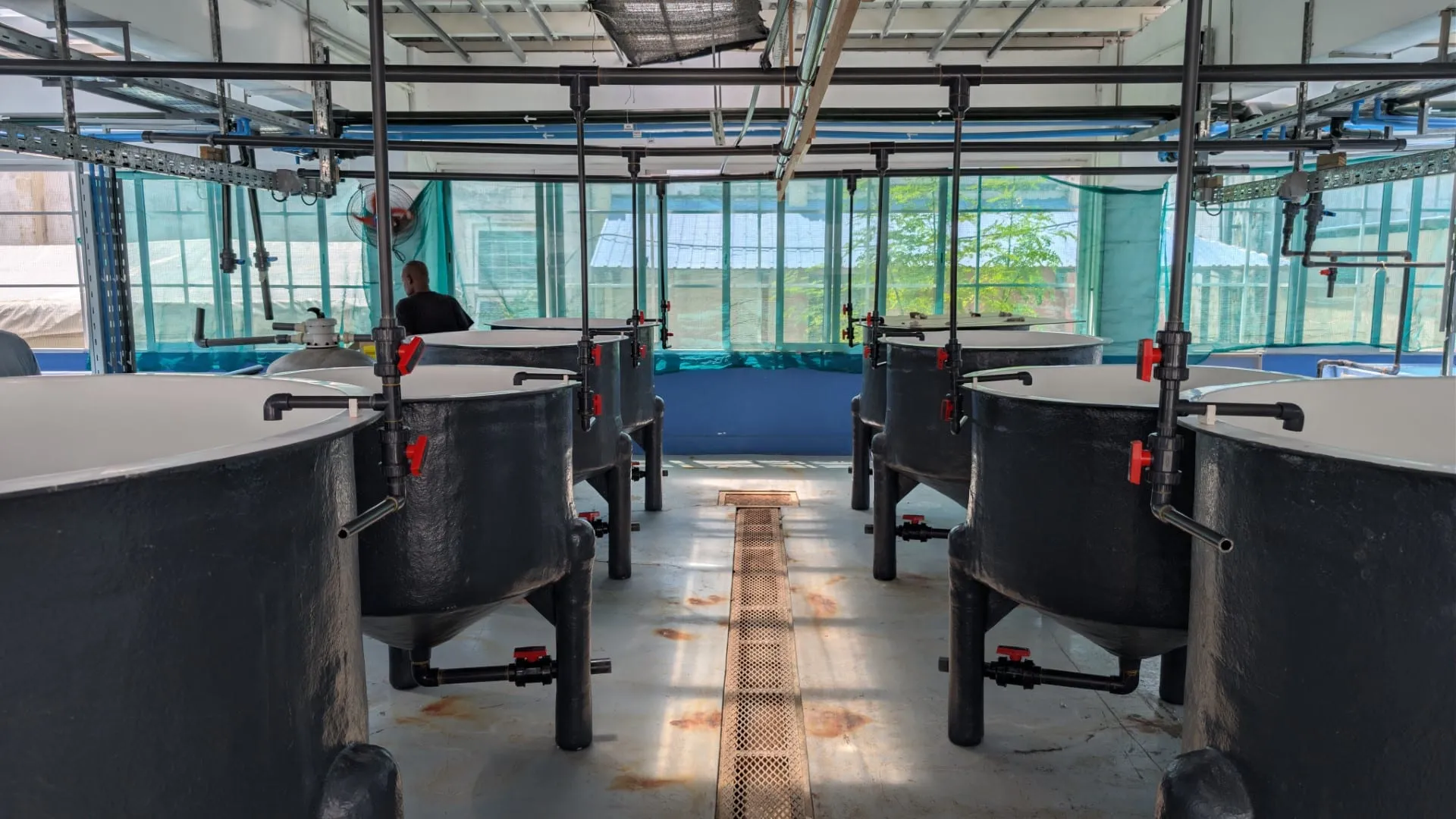Larval rearing tanks installed at the Albion Fisheries Research Centre
