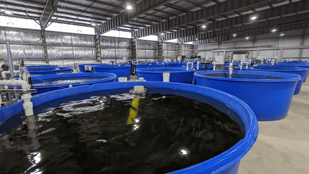 Recirculating aquaculture system tanks and filtration