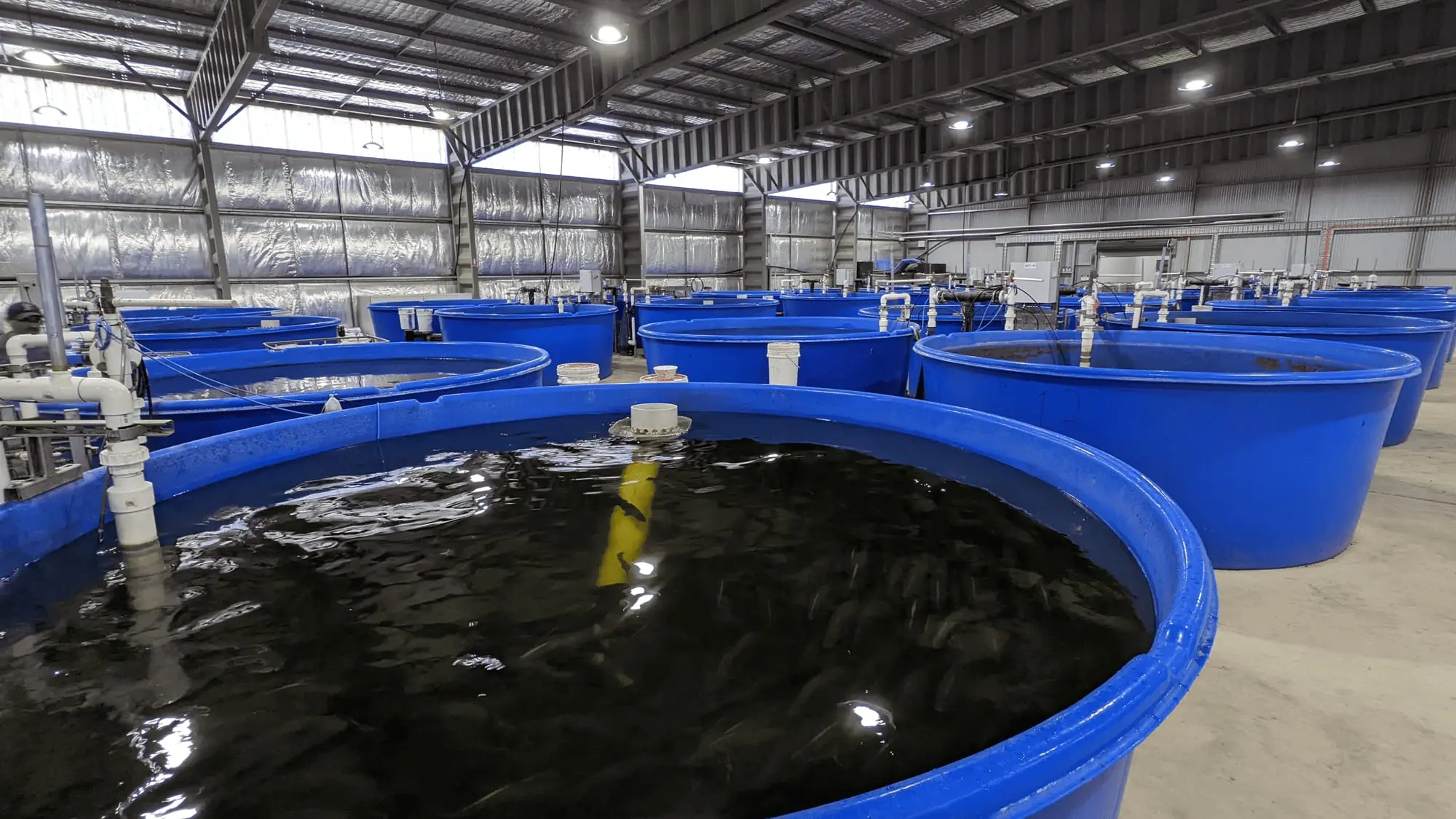 Recirculating aquaculture system tanks during commissioning