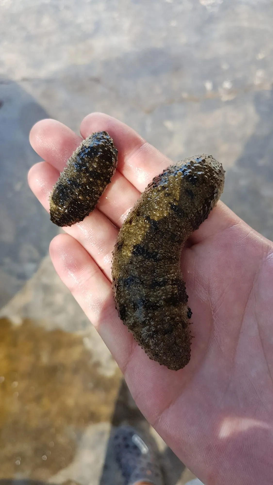 Sandfish held in hand at a community pond site